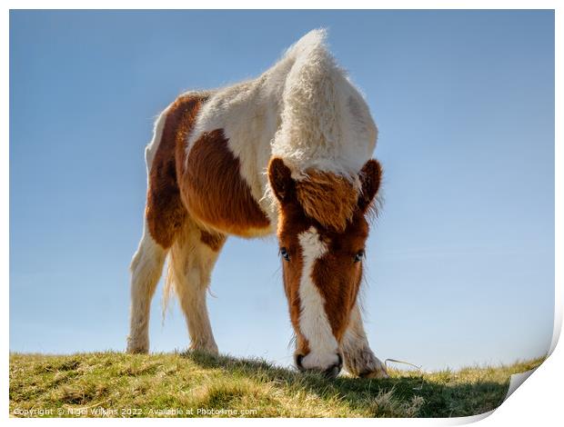 Dartmoor Pony Print by Nigel Wilkins