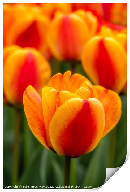 Orange Tulips On the Parterre At Waddesdon Manor, Berkshire Print by Peter Greenway