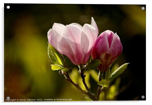 Sunlit Magnolia Acrylic by Simon Johnson