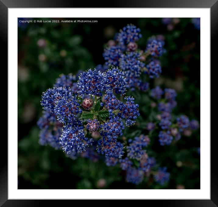 Blue Ceanothus Framed Mounted Print by Rob Lucas