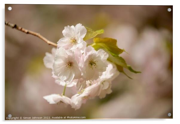 sunlit wind blown spring blossom Acrylic by Simon Johnson