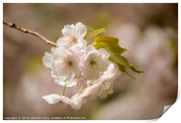 sunlit wind blown spring blossom Print by Simon Johnson