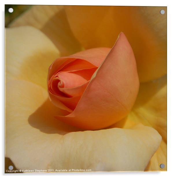 Peachy Rose Acrylic by Kathleen Stephens