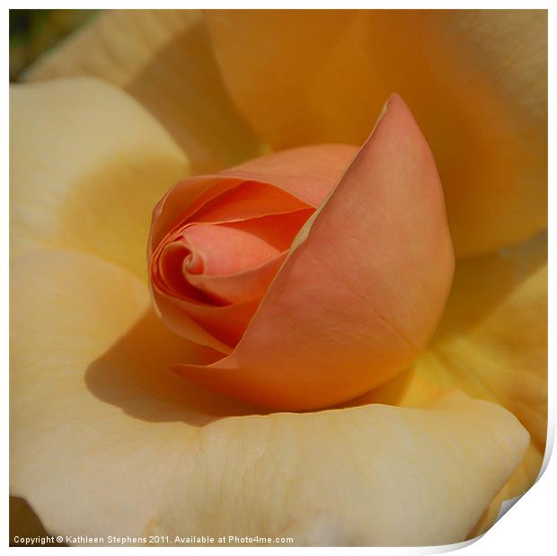 Peachy Rose Print by Kathleen Stephens