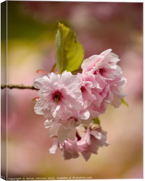 pink Cherry Blossom Canvas Print by Simon Johnson
