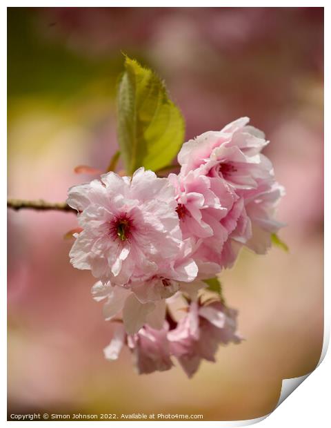 pink Cherry Blossom Print by Simon Johnson