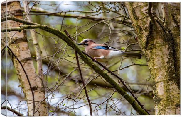 The Eurasian Jay Canvas Print by Roger Green