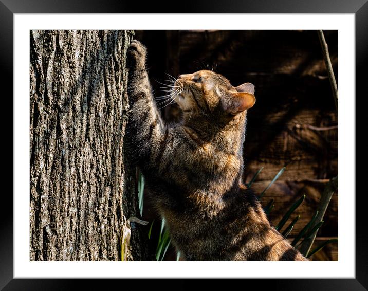 Morning stretch Framed Mounted Print by Gerry Walden LRPS