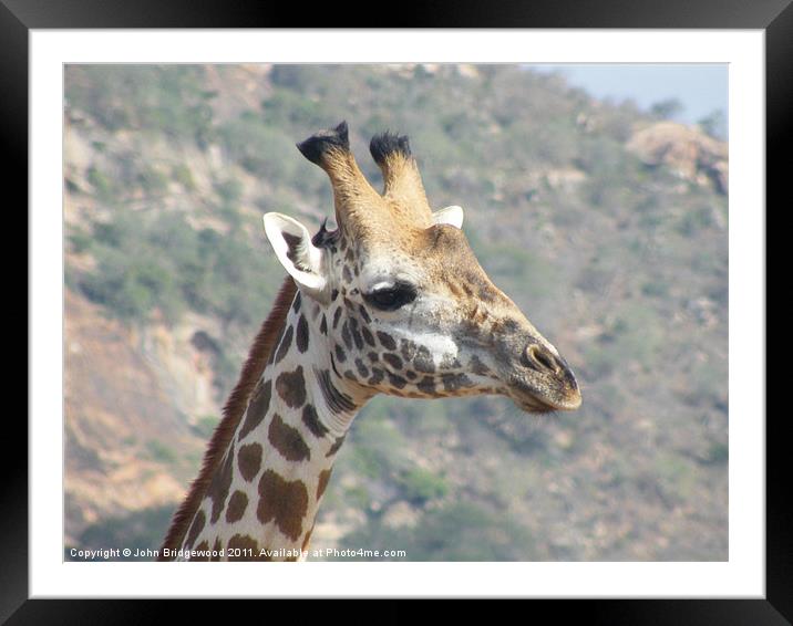 Giraffe Framed Mounted Print by John Bridgewood