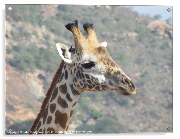 Giraffe Acrylic by John Bridgewood