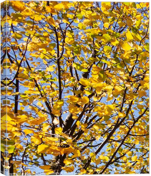 Bright yellow leaves against a blue sky Canvas Print by Rose Sicily