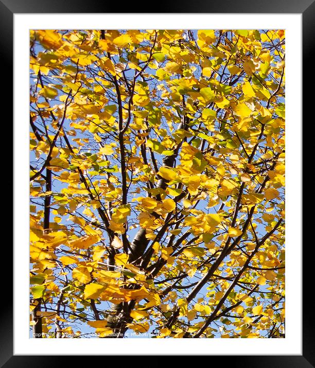 Bright yellow leaves against a blue sky Framed Mounted Print by Rose Sicily
