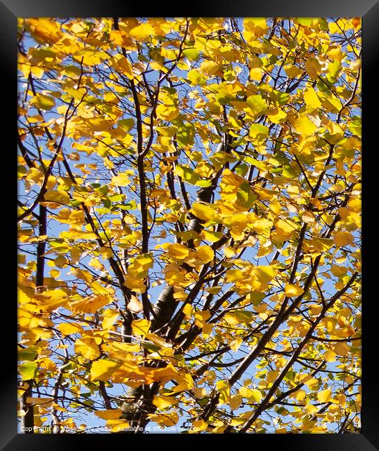 Bright yellow leaves against a blue sky Framed Print by Rose Sicily
