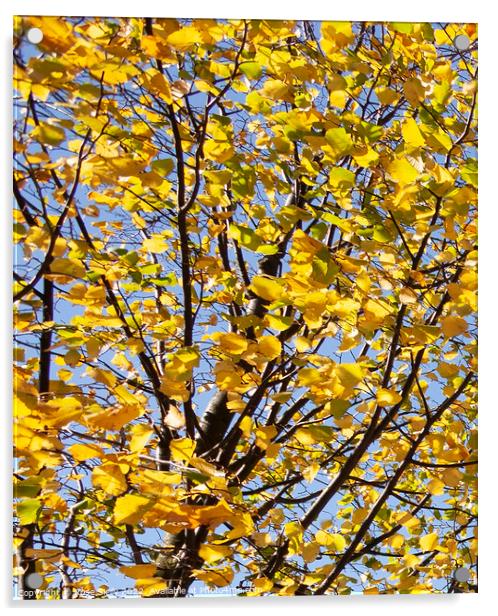 Bright yellow leaves against a blue sky Acrylic by Rose Sicily