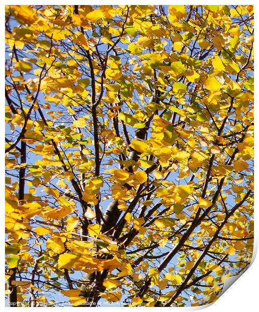 Bright yellow leaves against a blue sky Print by Rose Sicily