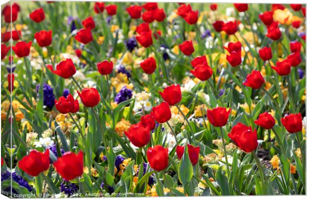 Red Tulips Canvas Print by David Hare
