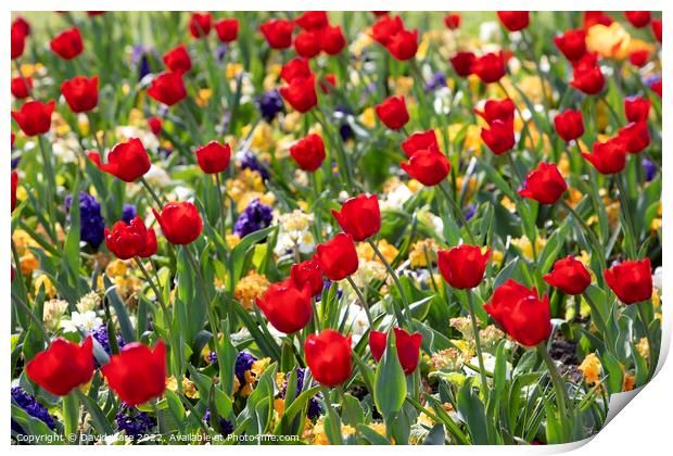 Red Tulips Print by David Hare