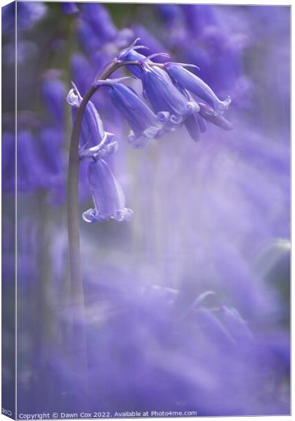 Spring Bluebell  Canvas Print by Dawn Cox