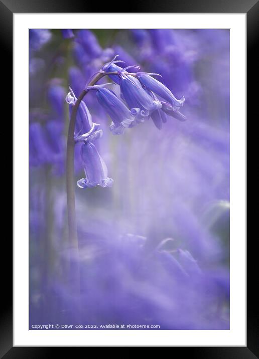 Spring Bluebell  Framed Mounted Print by Dawn Cox