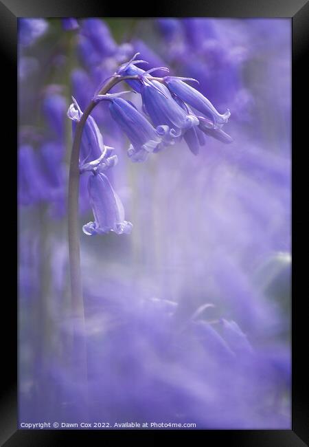 Spring Bluebell  Framed Print by Dawn Cox