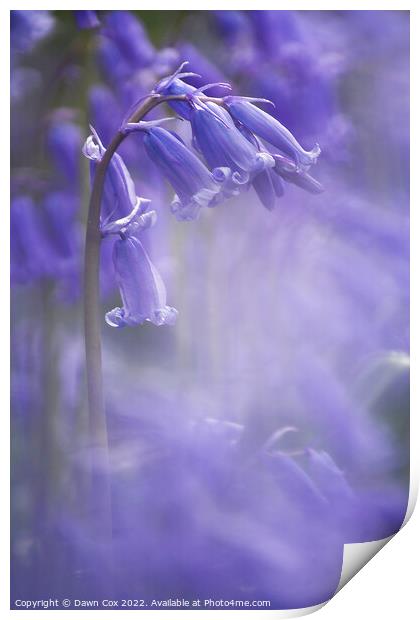 Spring Bluebell  Print by Dawn Cox