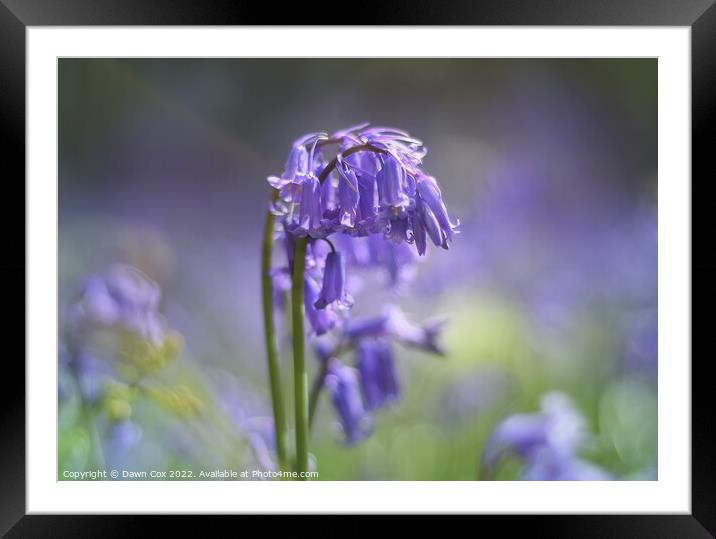 purple bluebell Framed Mounted Print by Dawn Cox
