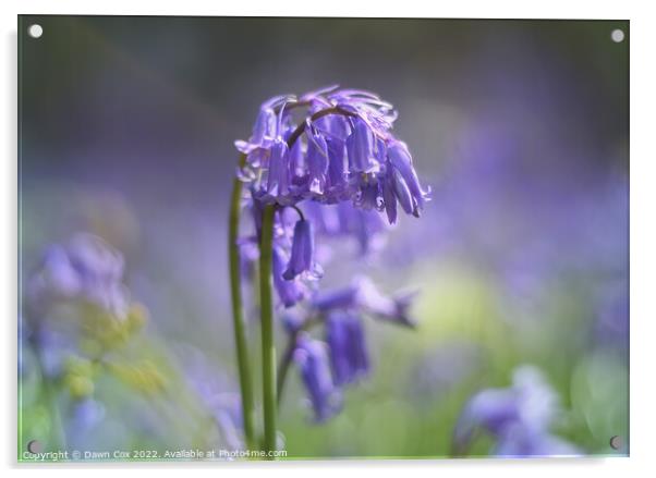 purple bluebell Acrylic by Dawn Cox