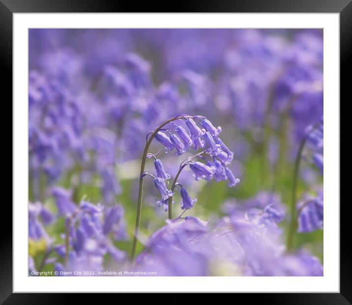 Spring Bluebells Framed Mounted Print by Dawn Cox