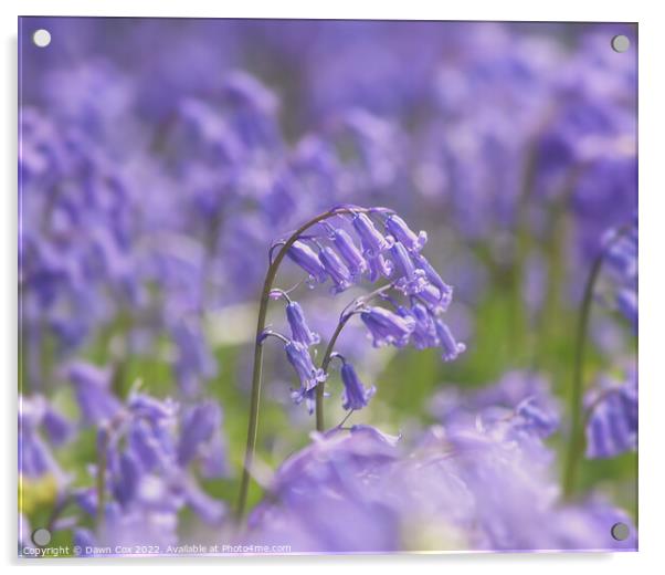 Spring Bluebells Acrylic by Dawn Cox