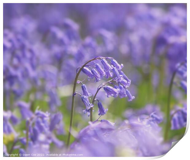 Spring Bluebells Print by Dawn Cox