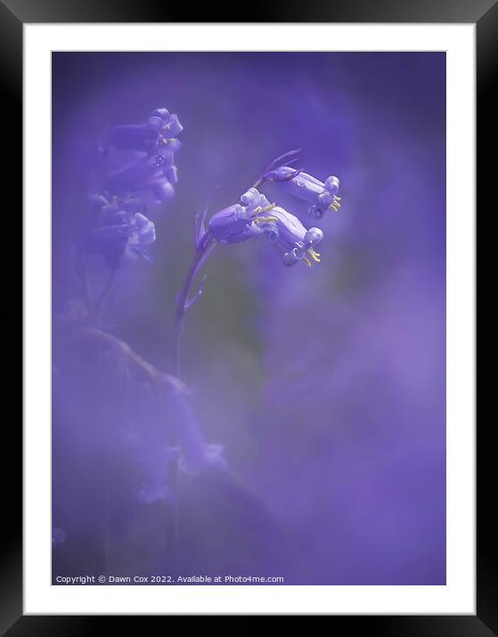 Bluebell Haze Framed Mounted Print by Dawn Cox