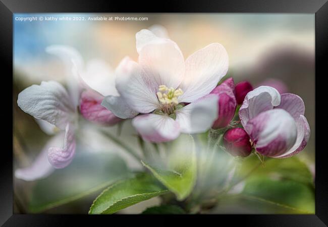apple,blossoms Framed Print by kathy white