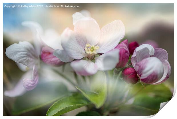 apple,blossoms Print by kathy white