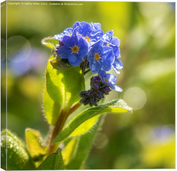 forgetmenot,Forget-Me-Not Flower, Canvas Print by kathy white