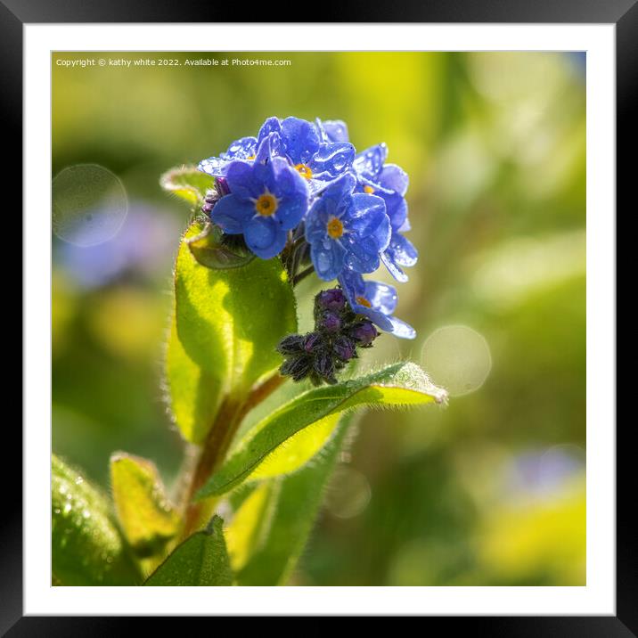 forgetmenot,Forget-Me-Not Flower, Framed Mounted Print by kathy white