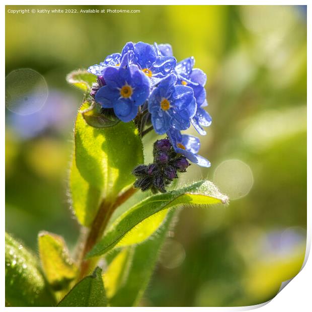 forgetmenot,Forget-Me-Not Flower, Print by kathy white