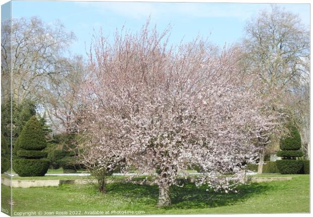 Pink blossom on a cherry tree Canvas Print by Joan Rosie