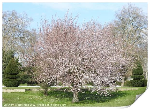Pink blossom on a cherry tree Print by Joan Rosie