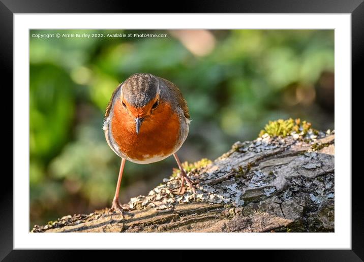 Robin on a branch Framed Mounted Print by Aimie Burley