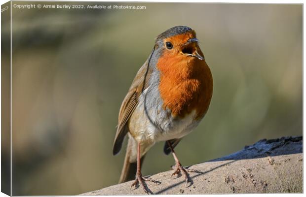 Robin Singing Canvas Print by Aimie Burley