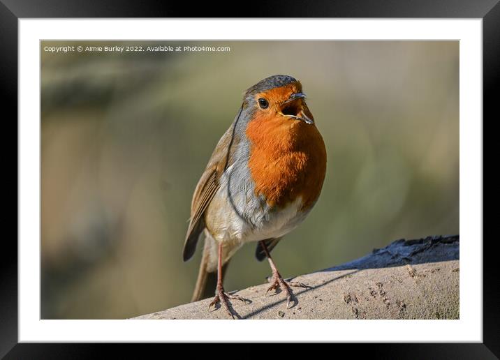 Robin Singing Framed Mounted Print by Aimie Burley