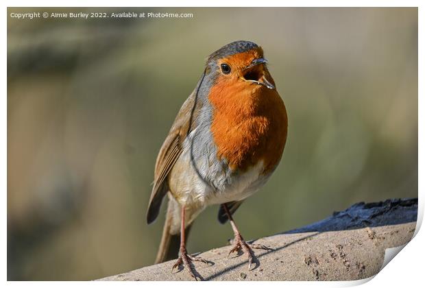 Robin Singing Print by Aimie Burley