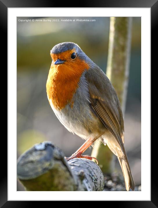 Robin Portrait Framed Mounted Print by Aimie Burley