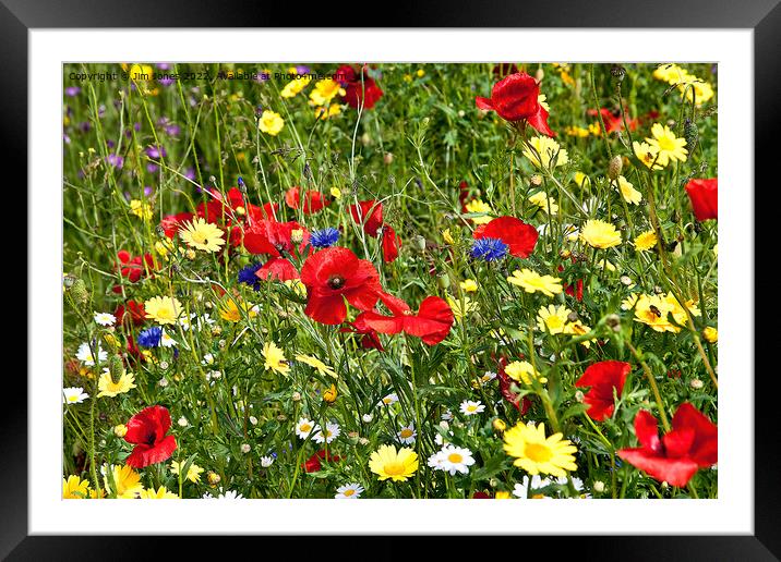 Colourful Wild Flowers Framed Mounted Print by Jim Jones