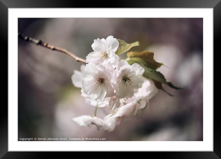 wind blown blossom Framed Mounted Print by Simon Johnson