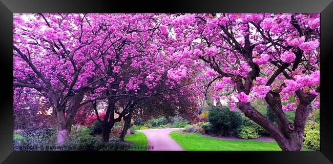 Cherrry Blossoms, Avenham & Miller Park Framed Print by Michele Davis