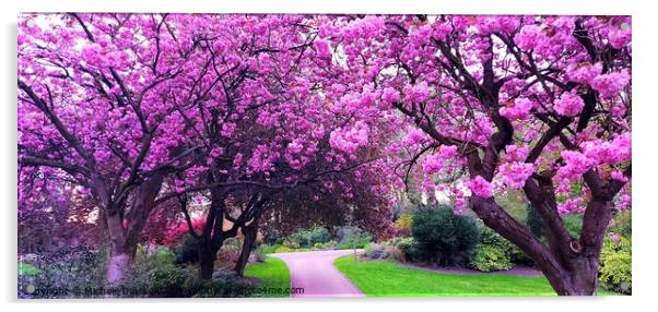 Cherrry Blossoms, Avenham & Miller Park Acrylic by Michele Davis
