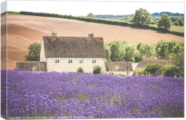 Cotswold Cottage Overlooking The Lavender Fields A Canvas Print by Peter Greenway