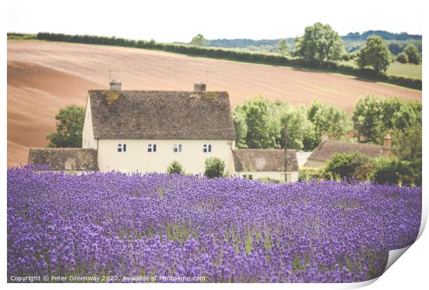 Cotswold Cottage Overlooking The Lavender Fields A Print by Peter Greenway