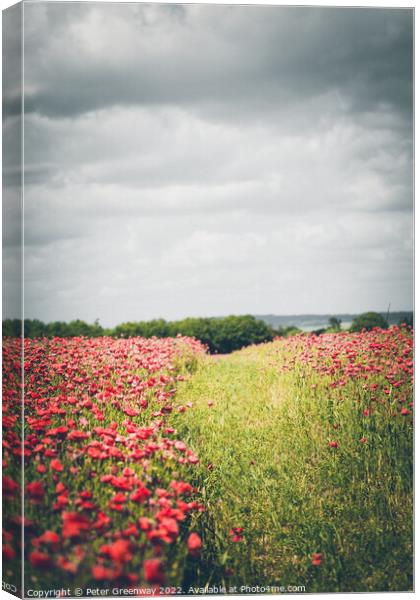 Grass Track Through Poppy Fields Canvas Print by Peter Greenway